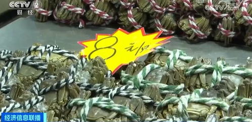 金華正大量上市，價格大跳水！水產品批發需注意這些問題