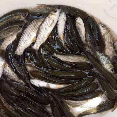 港興水產 專業提供鯇魚苗、泥鰍魚苗與羅非魚苗，兼營日用百貨銷售