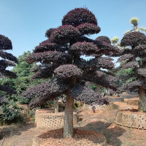 供應(yīng)湖南花卉園林綠化苗木 造型紅繼木樁 優(yōu)價出售 歡迎選購