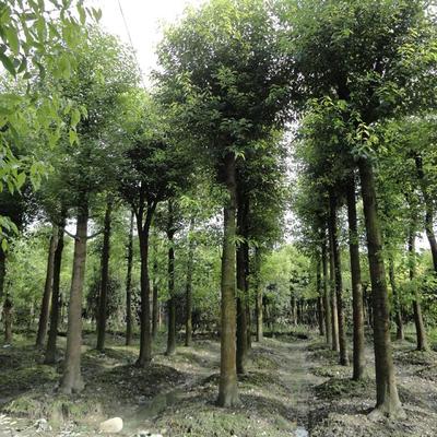 香樟樹(shù)[價(jià)格面議] 重慶苗木銷售-北碚區(qū)鴻鋒琳花木園藝場(chǎng)