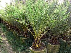 廣州中東銀海棗|供應(yīng)海南搶手的中東銀海棗-海南桂芝源實(shí)業(yè)有限公司提供廣州中東銀海棗|供應(yīng)海南搶手的中東銀海棗的相關(guān)介紹、產(chǎn)品、服務(wù)、圖片、價格檸檬苗、海南苗木、海南果苗、海南種苗、熱帶苗木、海南桂芝源、