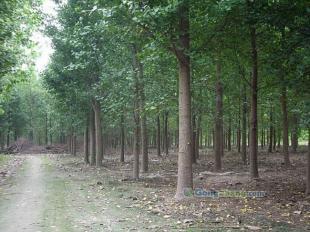 供應(yīng)☆銀杏樹,銀杏樹價(jià)格,最新銀杏樹價(jià)格★-園杰銀杏苗木基地 邳州市翔齊銀杏苗木基地_紡織皮革