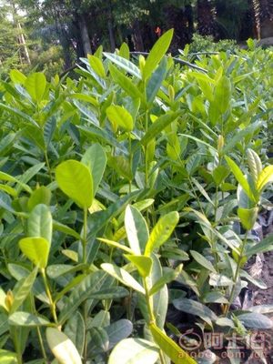 【漳州龍船花袋苗消息、基地直銷】綠化苗木,價(jià)格,廠家,供應(yīng)商,花木,龍海市東泗興輝園藝場