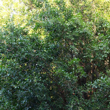 【福建供應(yīng)大型榕樹景觀盆景 樹樁盆栽盆景 園林苗木 綠化苗木批發(fā)】價(jià)格,廠家,圖片,喬木,龍海市九湖南環(huán)花圃