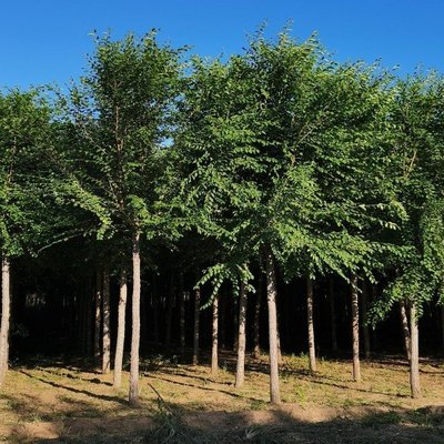 造型榆樹樁景 老樁榆樹造型樹樁 榆樹盆栽盆景 多種規(guī)格