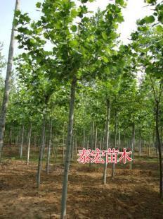 供應(yīng)2014年山東濟(jì)寧7公分法桐滑桿帶土球價(jià)格_農(nóng)副產(chǎn)品