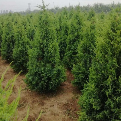 蜀檜價(jià)格檜柏球產(chǎn)地塔柏批發(fā)直銷綠化苗木河南檜北京檜