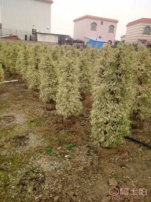 【星光榕大袋苗批發(fā)、量大優(yōu)惠】綠化苗木,價(jià)格,廠家,供應(yīng)商,花木,龍海市東泗興輝園藝場