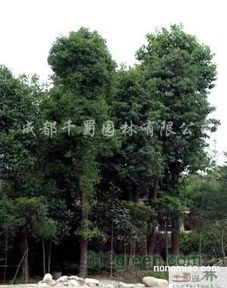 供應香樟苗木米徑15 30公分