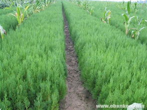 供應綠化苗木側柏