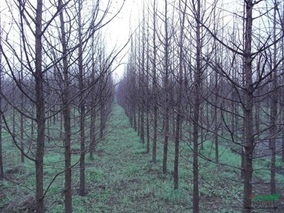 沭陽縣綠庭園林苗木場