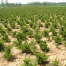 綠化苗木 龍柏價格 綠化苗木 龍柏批發 綠化苗木 龍柏廠家 