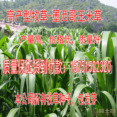 【牧草種子批發菊苣種子廠家直銷量大優惠高丹草包發芽】沭陽學浩苗木場 - 產品庫