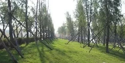 筑邦學堂 園林景觀苗木應用 地被植物