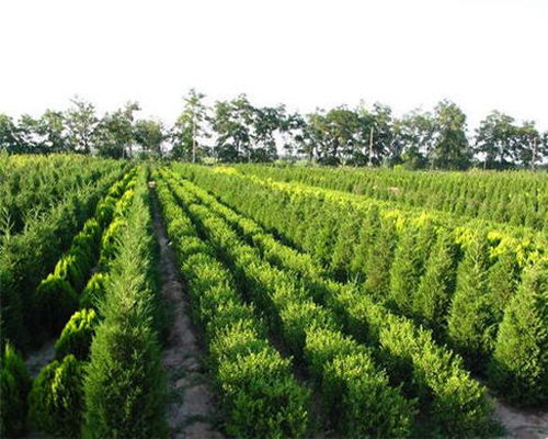 山西雅仕閣 圖 苗木培育基地 清徐苗木
