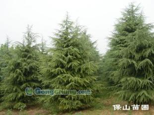 供應雪松質量好,價格合理,選購就在保山苗木基地!_紡織皮革_世界工廠網中國產品信息庫