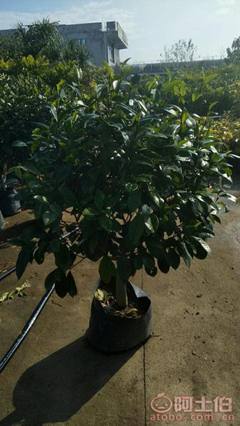 【球形含笑袋苗銷售、基地直銷、農戶種植】綠化苗木,價格,廠家,供應商,花木,龍海市東泗興輝園藝場 - 產品庫