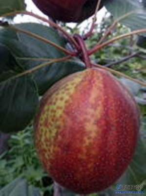 【秋月梨苗夏天生長廠家供應(yīng)新梨七號梨苗誠心出售】泰安高新區(qū)旺運(yùn)苗木中心 - 產(chǎn)品庫