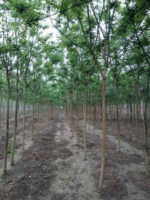 當(dāng)年栽5公分國(guó)槐如和修剪