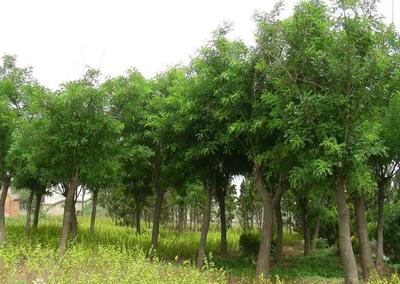 萊蕪國(guó)槐苗木/萊蕪國(guó)槐苗木基地圖片|萊蕪國(guó)槐苗木/萊蕪國(guó)槐苗木基地產(chǎn)品圖片由萊蕪市雪野國(guó)中苗木種植專業(yè)合作社公司生產(chǎn)提供-