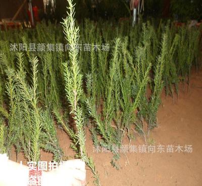 正宗曼地亞紅豆杉樹(shù)苗 耐寒紅豆杉小苗 量大優(yōu)惠 價(jià)格從優(yōu)