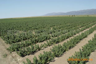 黑加侖苗木指導(dǎo)價(jià) 黑加侖苗木行情 新疆維帝食品有限責(zé)任公司