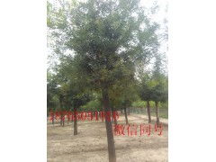 8公分國(guó)槐價(jià)格 供應(yīng)產(chǎn)品 綠錦天下苗木