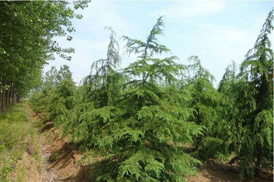 雪松樹(shù)苗價(jià)格行情,2019年最新雪松苗基地批發(fā)報(bào)價(jià)