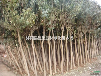 沭陽縣星星園林綠化苗木場(chǎng)