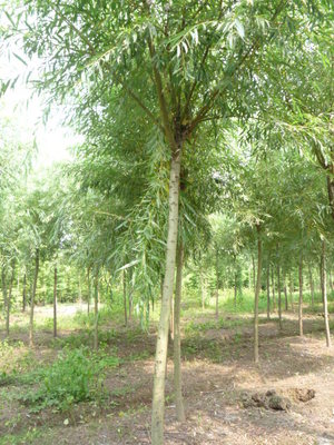 杭州新世界苗木場(chǎng)