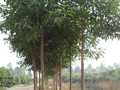 質(zhì)量好的廣西綠化苗木優(yōu)選廣西融通四海:防城港綠化苗木圖片|質(zhì)量好的廣西綠化苗木優(yōu)選廣西融通四海:防城港綠化苗木產(chǎn)品圖片由廣西融通四海貿(mào)易公司生產(chǎn)提供-