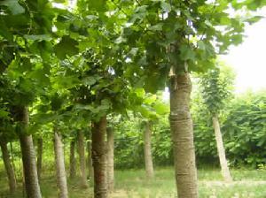 河北苗木【傻實(shí)在】就是實(shí)在圖片|河北苗木【傻實(shí)在】就是實(shí)在產(chǎn)品圖片由石家莊傻實(shí)在苗木公司生產(chǎn)提供-