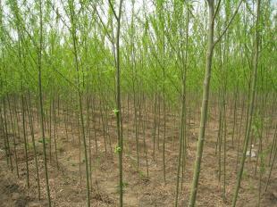 出售雄性無絮速生垂柳唐山|青皮垂柳|依嶺_農副產品_世界工廠網