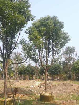 【全冠香樟袋苗供應(yīng)、種植基地直銷、價格實惠】綠化苗木,價格,廠家,供應(yīng)商,花木,龍海市東泗興輝園藝場 - 產(chǎn)品庫