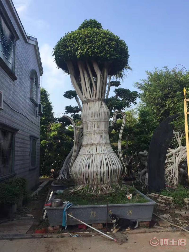 【造型小葉榕供應(yīng)、基地直轄、造型優(yōu)美】綠化苗木,價格,廠家,供應(yīng)商,花木,龍海市東泗興輝園藝場 - 產(chǎn)品庫