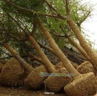 供應14公分優質銀杏苗木|山東銀杏樹價格|12公分銀杏樹基地_傳媒、廣電_世界工廠網中國產品信息庫