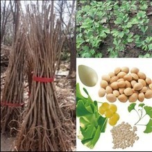 【庭院綠化苗木】最新最全庭院綠化苗木 產品參考信息