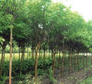 法桐_苗木產品圖片