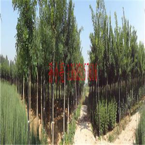 唐山苗木基地官方-唐山苗木基地企業(yè)內(nèi)部展示相冊-圖片-產(chǎn)品圖片。