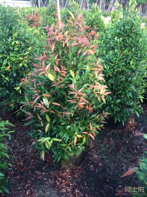 【江西綠化苗木袋苗紅車、農戶種植】綠化苗木,價格,廠家,供應商,花木,龍海市東泗興輝園藝場 - 產品庫