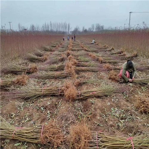 2公分桃樹苗 精品推薦金霞早油桃樹苗