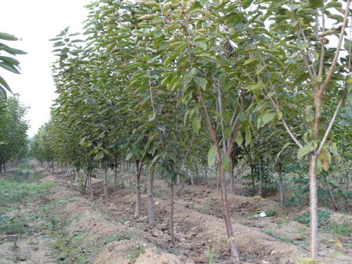 綠化苗 圖 綠化苗圃產(chǎn)品 東平綠化苗