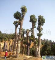 最新0 綠化苗木 喬木 優質 樟樹(樹形優美)_農副產品_世界工廠網中國產品信息庫