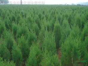 側(cè)柏 苗木供應(yīng)信息 沭陽縣東林綠化苗木園藝場(chǎng)