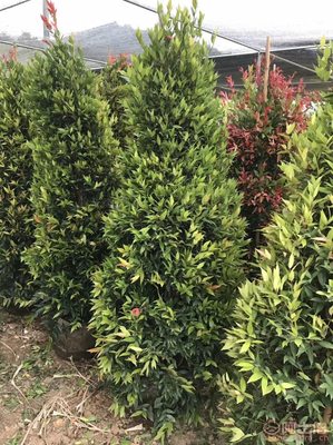 【江西綠化苗木袋苗紅車、農(nóng)戶種植】綠化苗木,價(jià)格,廠家,供應(yīng)商,花木,龍海市東泗興輝園藝場(chǎng) - 產(chǎn)品庫