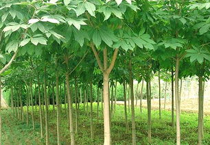 供應各種規(guī)格苗木 江西七葉樹價格 出售七葉樹苗木 江西七葉樹基地