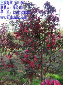 3公分王族海棠價格遼寧個體批發(fā)