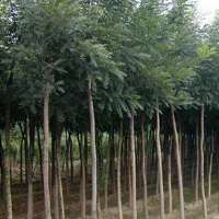 -沭陽縣床苗小苗培育基地