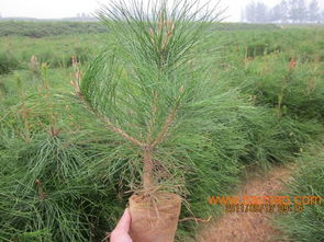 想要易種植的樟子松小苗就來港信苗木合作社 漯河樟子松小苗,想要易種植的樟子松小苗就來港信苗木合作社 漯河樟子松小苗生產廠家,想要易種植的樟子松小苗就來港信苗木合作社