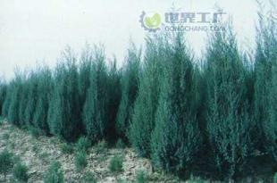 供應(yīng)檜柏苗木價(jià)格_供應(yīng)檜柏苗木廠家_世界工廠網(wǎng)產(chǎn)品信息庫